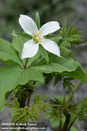 Trillium ovatum