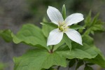 Western White Trillium (4-petal form)