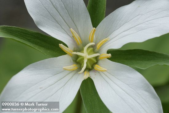 Trillium ovatum