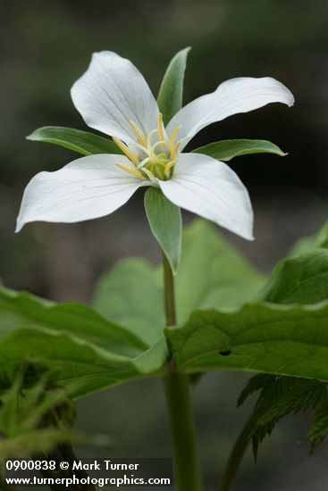 Trillium ovatum