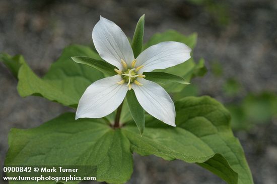 Trillium ovatum