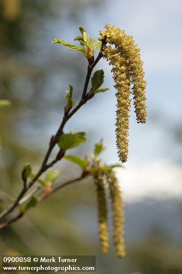 Alnus viridis ssp. sinuata
