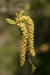 Sitka alder female & male infloresences w/ emerging foliage