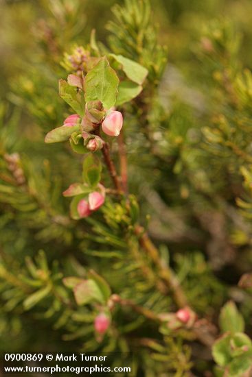 Vaccinium deliciosum