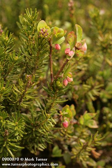 Vaccinium deliciosum