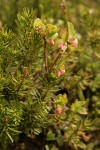 Cascades Blueberry blossoms & foliage among heather