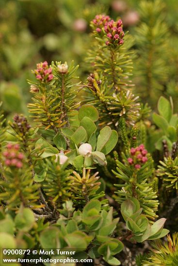 Vaccinium deliciosum