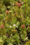 Cascades Blueberry blossoms & foliage among heather