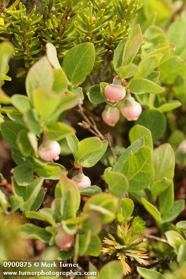 Vaccinium deliciosum