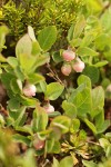 Cascades Blueberry blossoms & foliage among heather