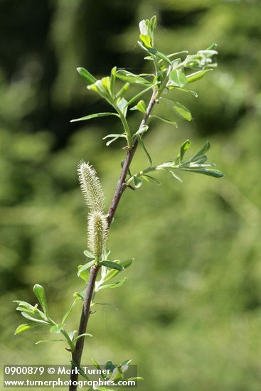 Salix commutata