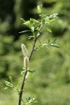Variable (Undergreen) Willow male catkins & foliage