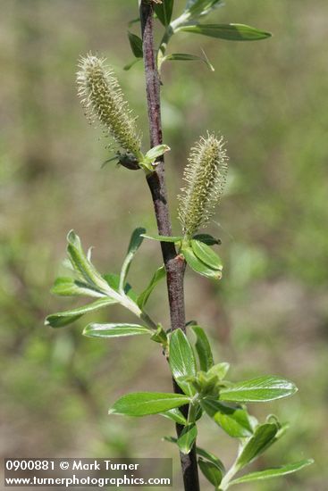 Salix commutata