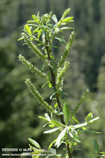 Salix commutata
