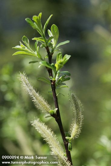 Salix commutata