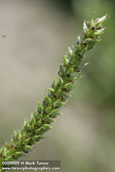 Salix commutata