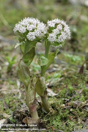 Petasites frigidus