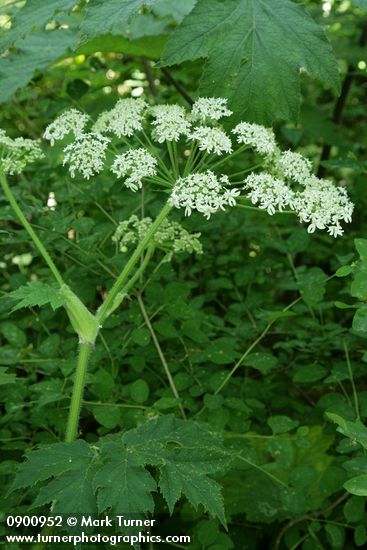Heracleum mantegazzianum