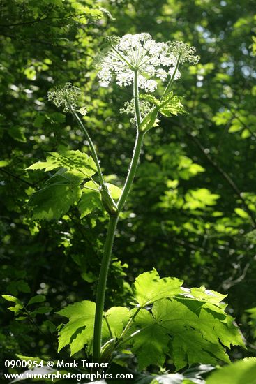 Heracleum mantegazzianum
