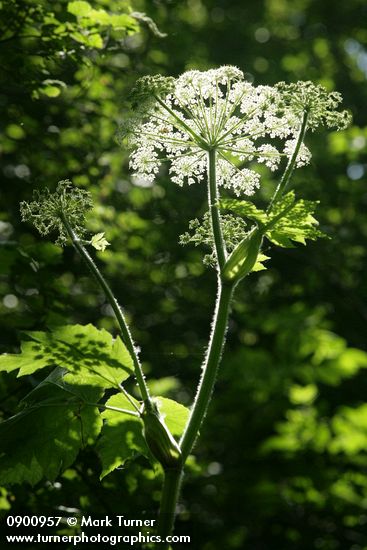 Heracleum mantegazzianum
