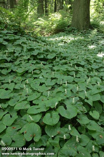 Maianthemum dilatatum