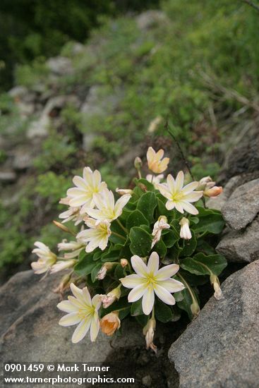Cistanthe (Lewisia) tweedyi