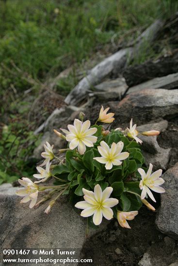 Cistanthe (Lewisia) tweedyi