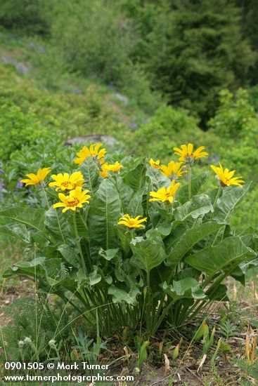 Balsamorhiza sagittata