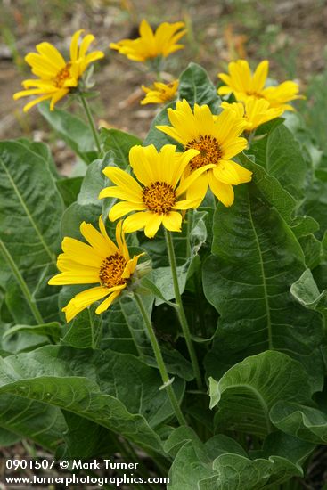 Balsamorhiza sagittata