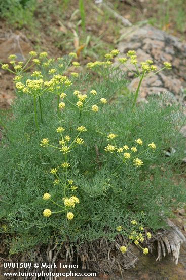 Lomatium thompsonii