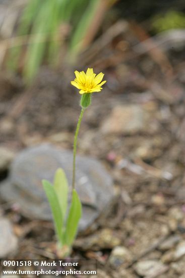 Agoseris heterophylla