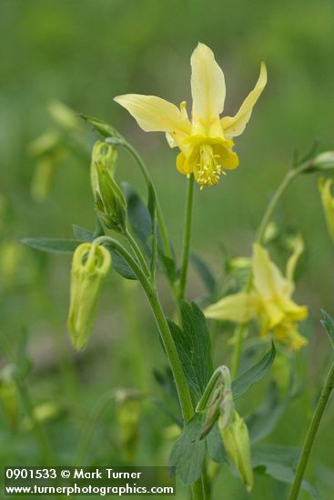 Aquilegia flavescens