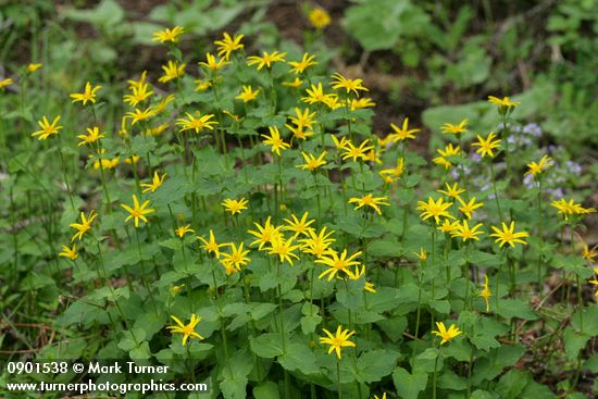 Arnica latifolia