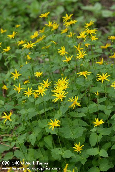Arnica latifolia
