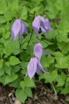 Western Blue Clematis