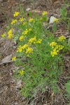 Brandegee's Desert Parsley