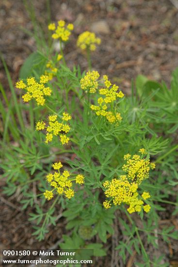 Lomatium brandegeei