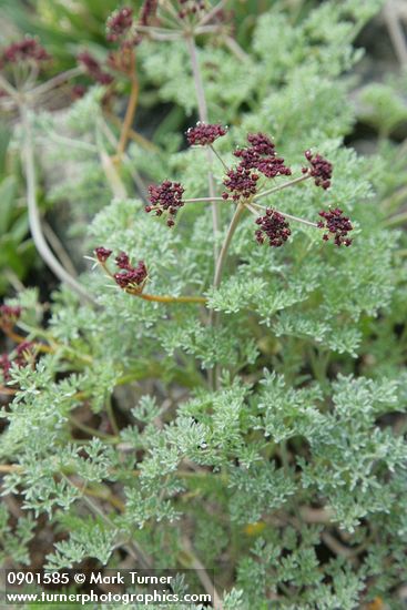 Lomatium cuspidatum
