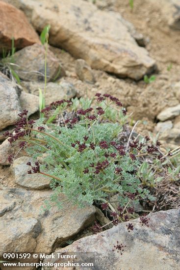 Lomatium cuspidatum
