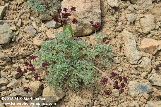 Lomatium cuspidatum