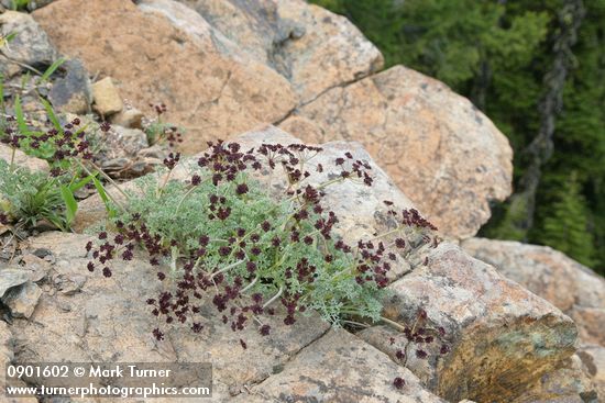 Lomatium cuspidatum