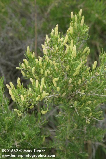 Sarcobatus vermiculatus