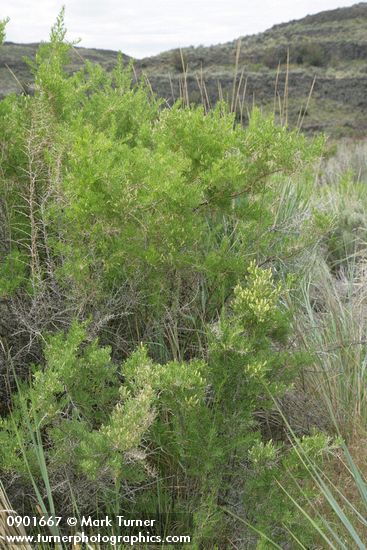 Sarcobatus vermiculatus