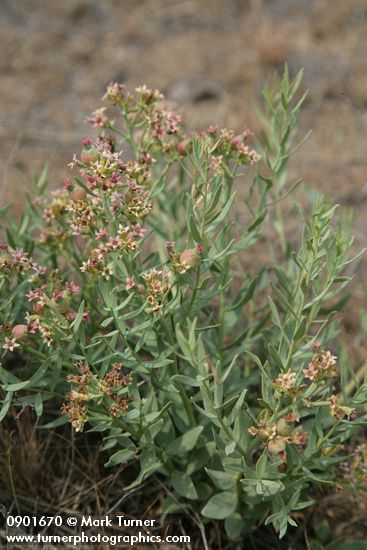 Comandra umbellata