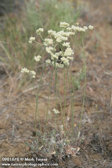Eriogonum strictum