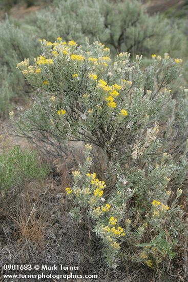 Tetradymia canescens