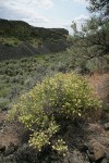 Spiny Hopsage in shrub-steppe habitat