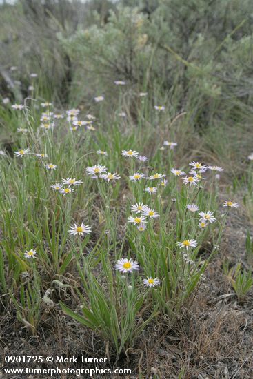 Erigeron corymbosus