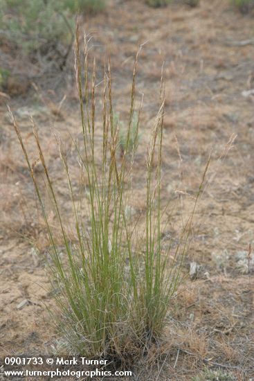 Achnatherum occidentale ssp. pubescens (Stipa occidentalis)