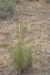 Pubescent Western Needlegrass